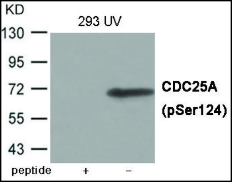 Anti-phospho-CDC25A (pSer124) antibody produced in rabbit affinity isolated antibody