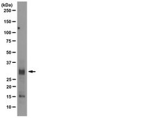 Anti-CTLA4 (CD152) Antibody, clone 9H10 clone 9H10, from hamster