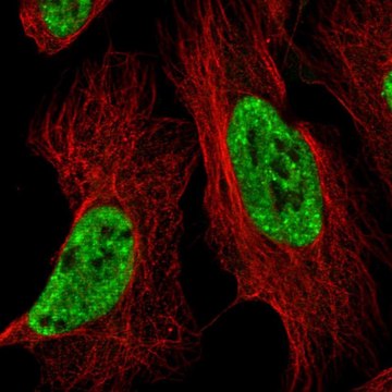 Anti-BCLAF1 antibody produced in rabbit Prestige Antibodies&#174; Powered by Atlas Antibodies, affinity isolated antibody