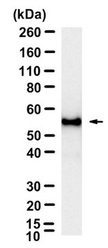 Anti-Myc tag Antibody, clone 9E10 ZooMAb&#174; Mouse Monoclonal recombinant, expressed in HEK 293 cells