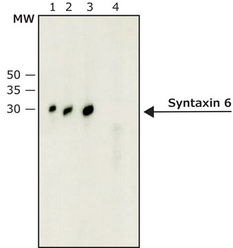 Monoclonal Anti-Syntaxin 6 antibody produced in mouse ~2&#160;mg/mL, clone 3D10, purified immunoglobulin, buffered aqueous solution