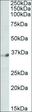 Anti-DPF1 (C-terminal) antibody produced in goat affinity isolated antibody, buffered aqueous solution