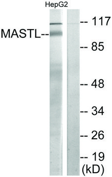 Anti-MASTL antibody produced in rabbit affinity isolated antibody