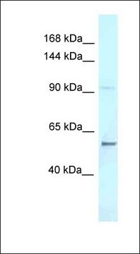 Anti-AFF3 antibody produced in rabbit affinity isolated antibody