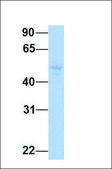Anti-NFATC4 (AB2) antibody produced in rabbit affinity isolated antibody