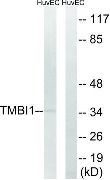 Anti-TMBIM1 antibody produced in rabbit affinity isolated antibody