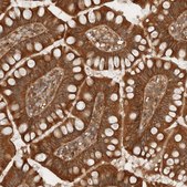 Anti-ARFGEF2 antibody produced in rabbit Prestige Antibodies® Powered by Atlas Antibodies, affinity isolated antibody, buffered aqueous glycerol solution