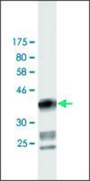 Monoclonal Anti-DIAPH1 antibody produced in mouse clone 1A8, purified immunoglobulin, buffered aqueous solution