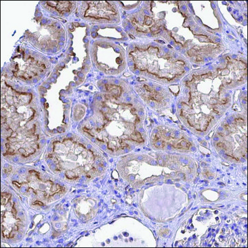 抗-RPL22L1 兔抗 Prestige Antibodies&#174; Powered by Atlas Antibodies, affinity isolated antibody, buffered aqueous glycerol solution