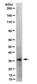 Anti-Geminin Antibody, clone 4B10.1 clone 4B10.1, from mouse