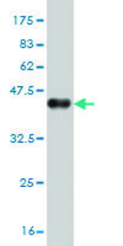 Monoclonal Anti-GLP2R antibody produced in mouse clone 1F2, purified immunoglobulin, buffered aqueous solution