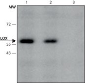Monoclonal Anti-LOX antibody produced in mouse clone LOX-A11, culture supernatant