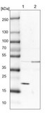 Anti-SRP19 antibody produced in rabbit Prestige Antibodies® Powered by Atlas Antibodies, affinity isolated antibody, buffered aqueous glycerol solution