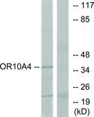 Anti-OR10A4 antibody produced in rabbit affinity isolated antibody