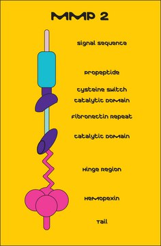 MMP-2 human recombinant, &#8805;1,000 pmol/min/&#956;g, expressed in HEK 293 cells