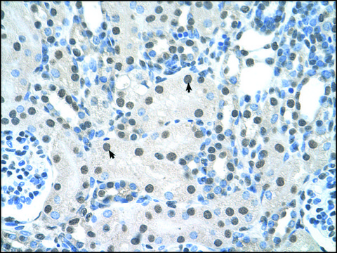 Anti-YWHAQ antibody produced in rabbit affinity isolated antibody