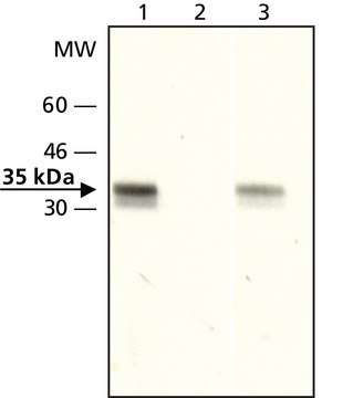 Anti-acetyl-Histone H1.4 (AcLys26) 兔抗 affinity isolated antibody, buffered aqueous solution