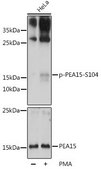 Anti-Phospho-PEA15-S104 antibody produced in rabbit
