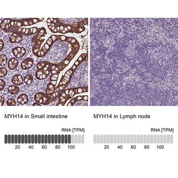 Anti-MYH14 antibody produced in rabbit Prestige Antibodies&#174; Powered by Atlas Antibodies, affinity isolated antibody, buffered aqueous glycerol solution