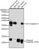 Anti-Caspase-3 p12 Antibody, clone 1P3B3, Rabbit Monoclonal