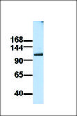 Anti-FAM120A antibody produced in rabbit affinity isolated antibody