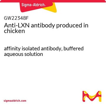 Anti-LXN antibody produced in chicken affinity isolated antibody, buffered aqueous solution