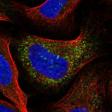 Anti-IRX3 antibody produced in rabbit Prestige Antibodies&#174; Powered by Atlas Antibodies, affinity isolated antibody, buffered aqueous glycerol solution