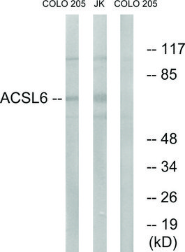 Anti-ACSL6 antibody produced in rabbit affinity isolated antibody