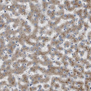 Anti-B3GNT5 antibody produced in rabbit Prestige Antibodies&#174; Powered by Atlas Antibodies, affinity isolated antibody, buffered aqueous glycerol solution