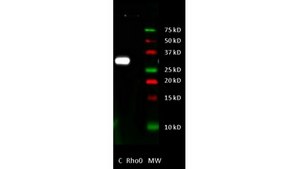 Anti-Cytochrome b Antibody, clone 5B3-6E3 clone 5B3-6E3, from mouse