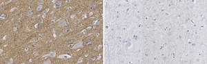 Anti-CNTNAP2 Antibody, clone 2D17 ZooMAb® Rabbit Monoclonal recombinant, expressed in HEK 293 cells