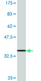 Monoclonal Anti-ABCB9 antibody produced in mouse clone 4F4, purified immunoglobulin, buffered aqueous solution