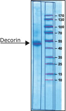 Decorin from bovine articular cartilage salt-free, lyophilized powder, sterile-filtered