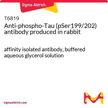 Anti-phospho-Tau (pSer199/202) antibody produced in rabbit affinity isolated antibody, buffered aqueous glycerol solution