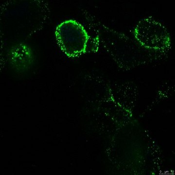 Anti-APN/CD13 Antibody, clone DF-5 clone DF-5, from mouse