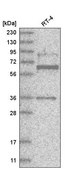 Anti-ZNF667 antibody produced in rabbit Prestige Antibodies® Powered by Atlas Antibodies, affinity isolated antibody