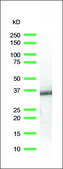 Anti-BOB-1 antibody, Rabbit monoclonal recombinant, expressed in proprietary host, clone SP92, affinity isolated antibody