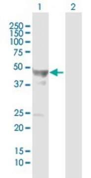 Anti-GFAP antibody produced in mouse purified immunoglobulin, buffered aqueous solution