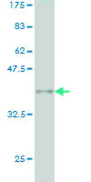 Monoclonal Anti-MLLT10 antibody produced in mouse clone 6H8, purified immunoglobulin, buffered aqueous solution