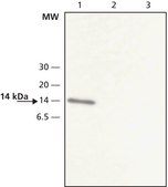 Anti-VAMP8 兔抗 affinity isolated antibody, buffered aqueous solution