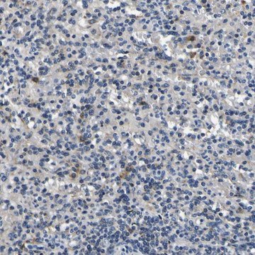 抗-NLRP3 兔抗 Prestige Antibodies&#174; Powered by Atlas Antibodies, affinity isolated antibody, buffered aqueous glycerol solution