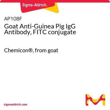 Goat Anti-Guinea Pig IgG Antibody, FITC conjugate Chemicon&#174;, from goat