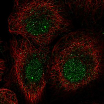 Anti-L3MBTL1 antibody produced in rabbit Prestige Antibodies&#174; Powered by Atlas Antibodies, affinity isolated antibody