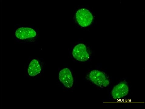 Anti-FLYWCH1 antibody produced in mouse purified immunoglobulin, buffered aqueous solution