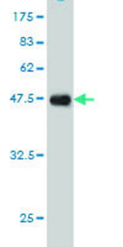 Monoclonal Anti-EPB41L3 antibody produced in mouse clone 2B1, purified immunoglobulin, buffered aqueous solution