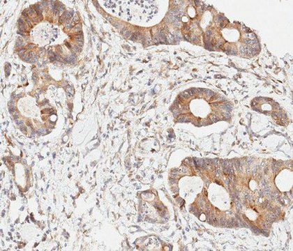 Anti-Nucleobindin-2/Nestafin-1 Antibody, clone 3B3.1 clone 3B3.1, from mouse