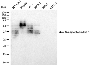 KD-Validated Anti Synaptophysin like 1 Antibody, clone 23GB4675, Rabbit Monoclonal clone 23GB4675, recombinant rabbit monoclonal, expressed in HEK293 cells