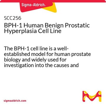 BPH-1 Human Benign Prostatic Hyperplasia Cell Line The BPH-1 cell line is a well-established model for human prostate biology and widely used for investigation into the causes and potential treatments for prostatic disease.