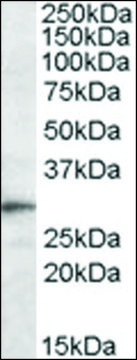 Anti-Trem2 antibody produced in goat affinity isolated antibody, buffered aqueous solution