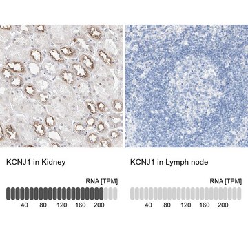 Anti-KCNJ1 antibody produced in rabbit Prestige Antibodies&#174; Powered by Atlas Antibodies, affinity isolated antibody, buffered aqueous glycerol solution